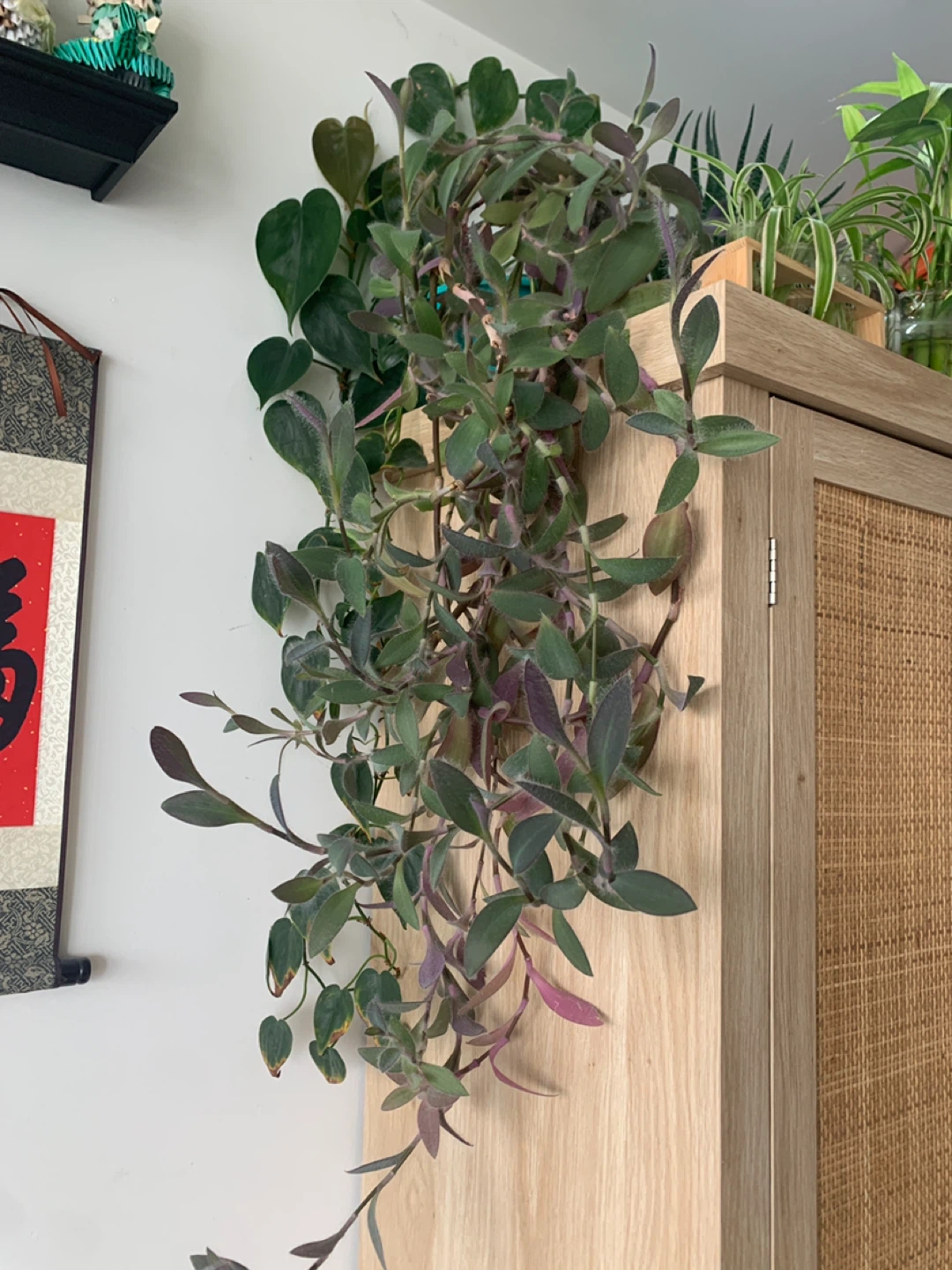 ‼️NEEDS TO GO‼️Purple Wandering Jew Plant Cutting - photo 4