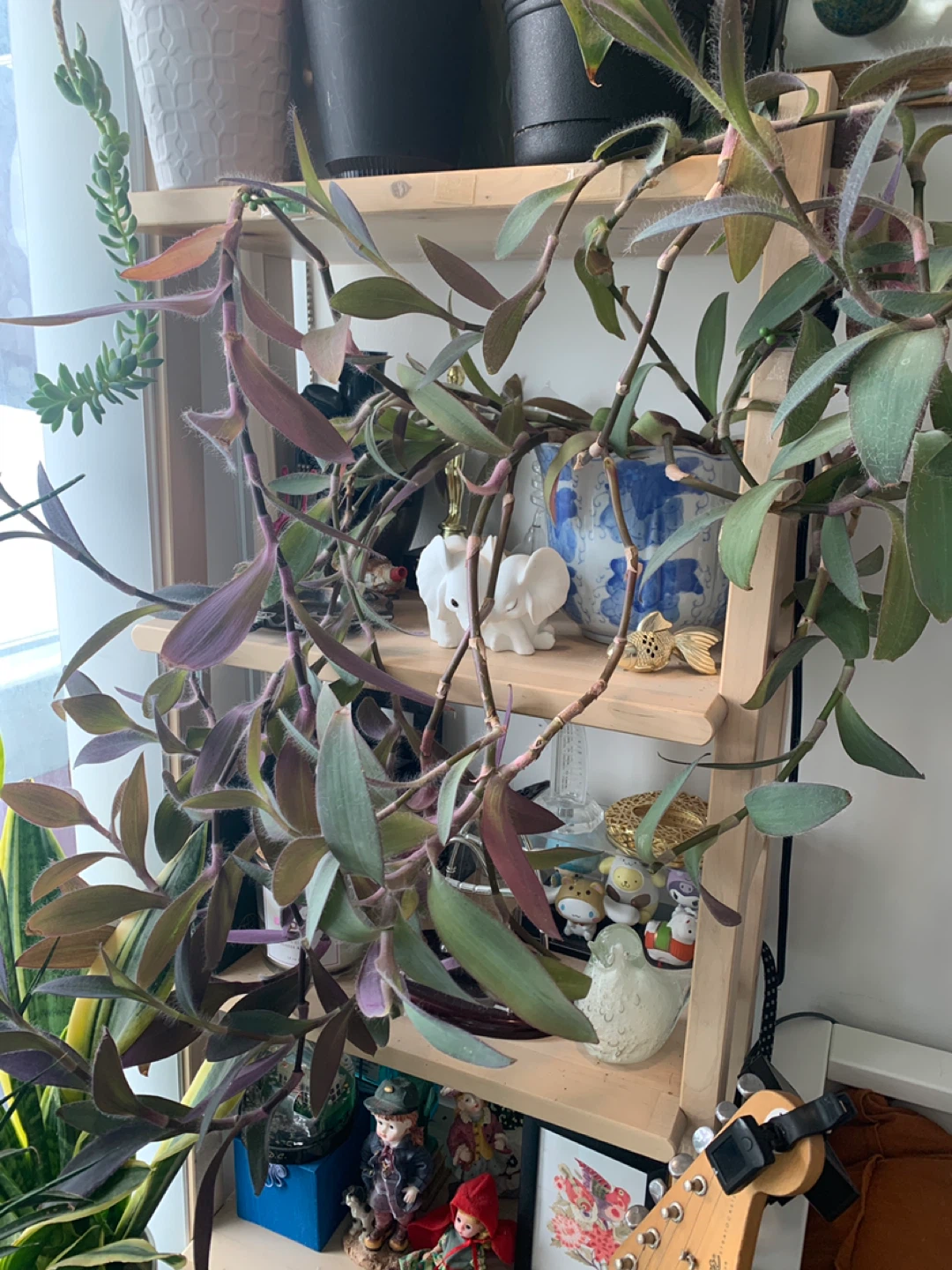 ‼️NEEDS TO GO‼️Purple Wandering Jew Plant Cutting - photo 5
