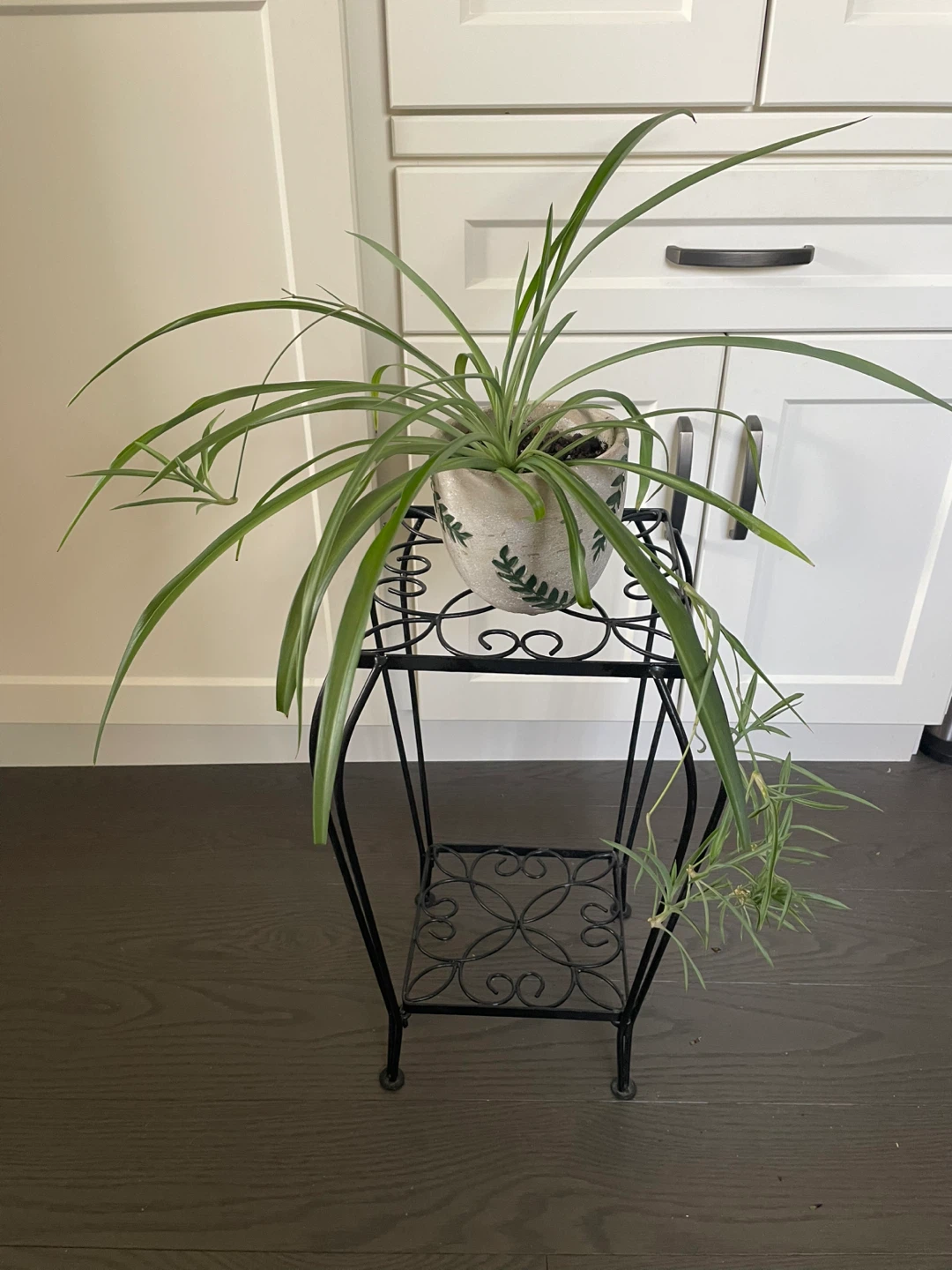 House Plants - photo 3