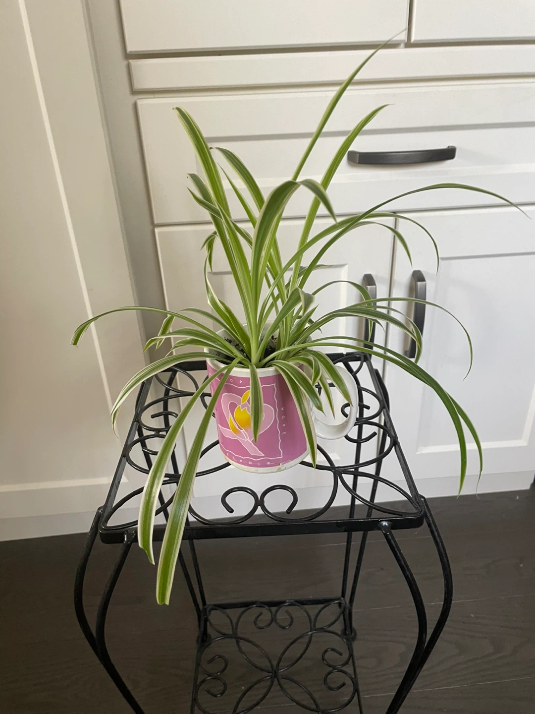 House Plants - photo 2