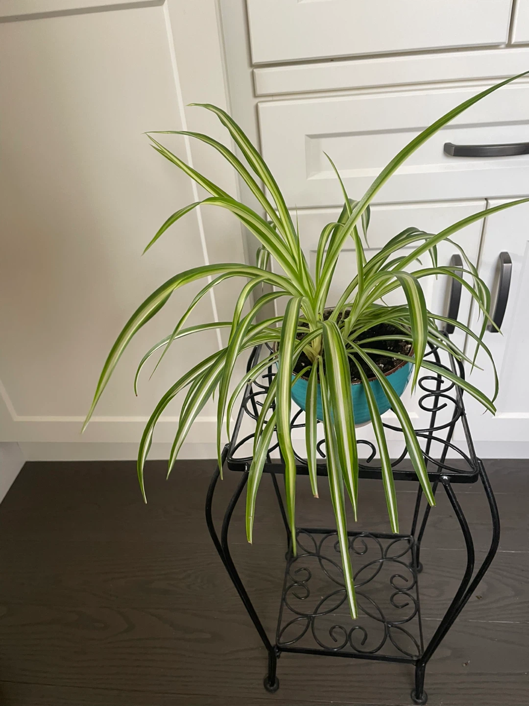 House Plants