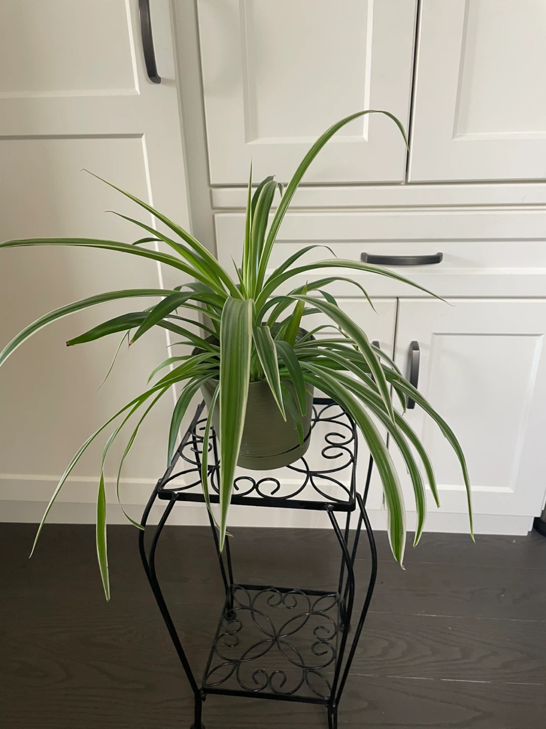 House Plants - photo 5