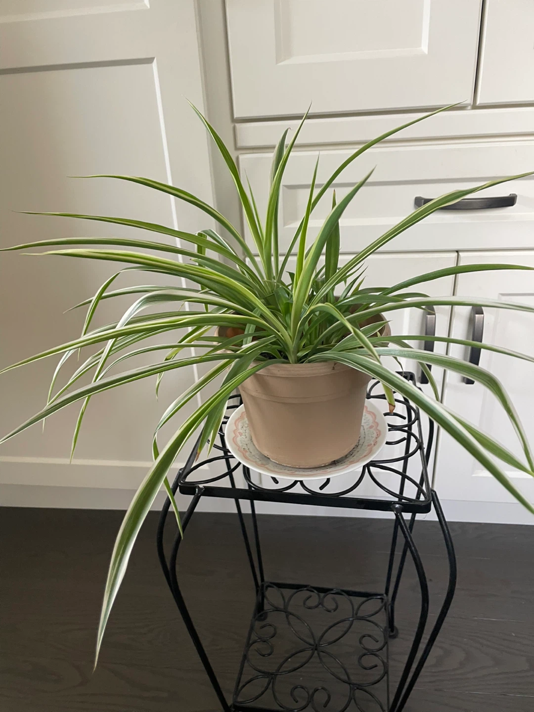 House Plants - photo 4