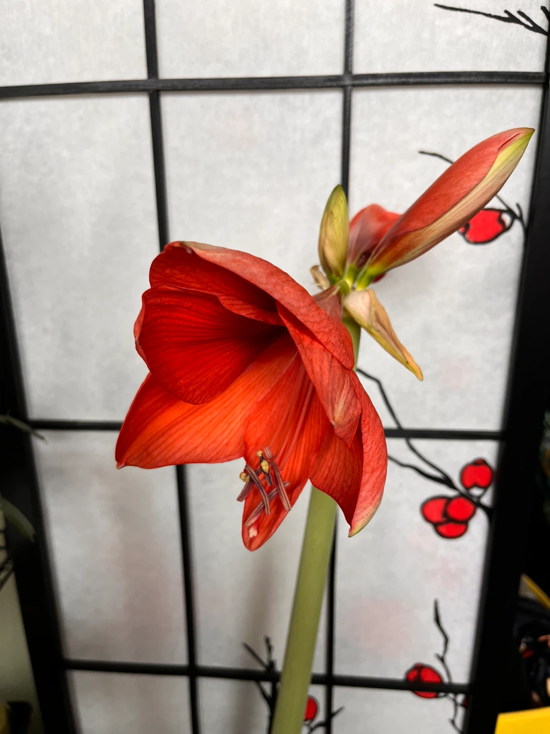 Red Amaryllis Flower Plant in Black ceramic Pot