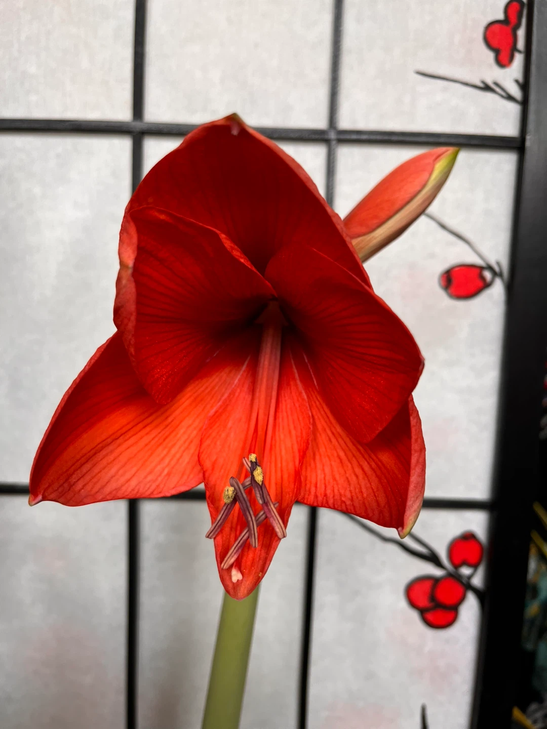 Red Amaryllis Flower Plant in Black ceramic Pot - photo 4