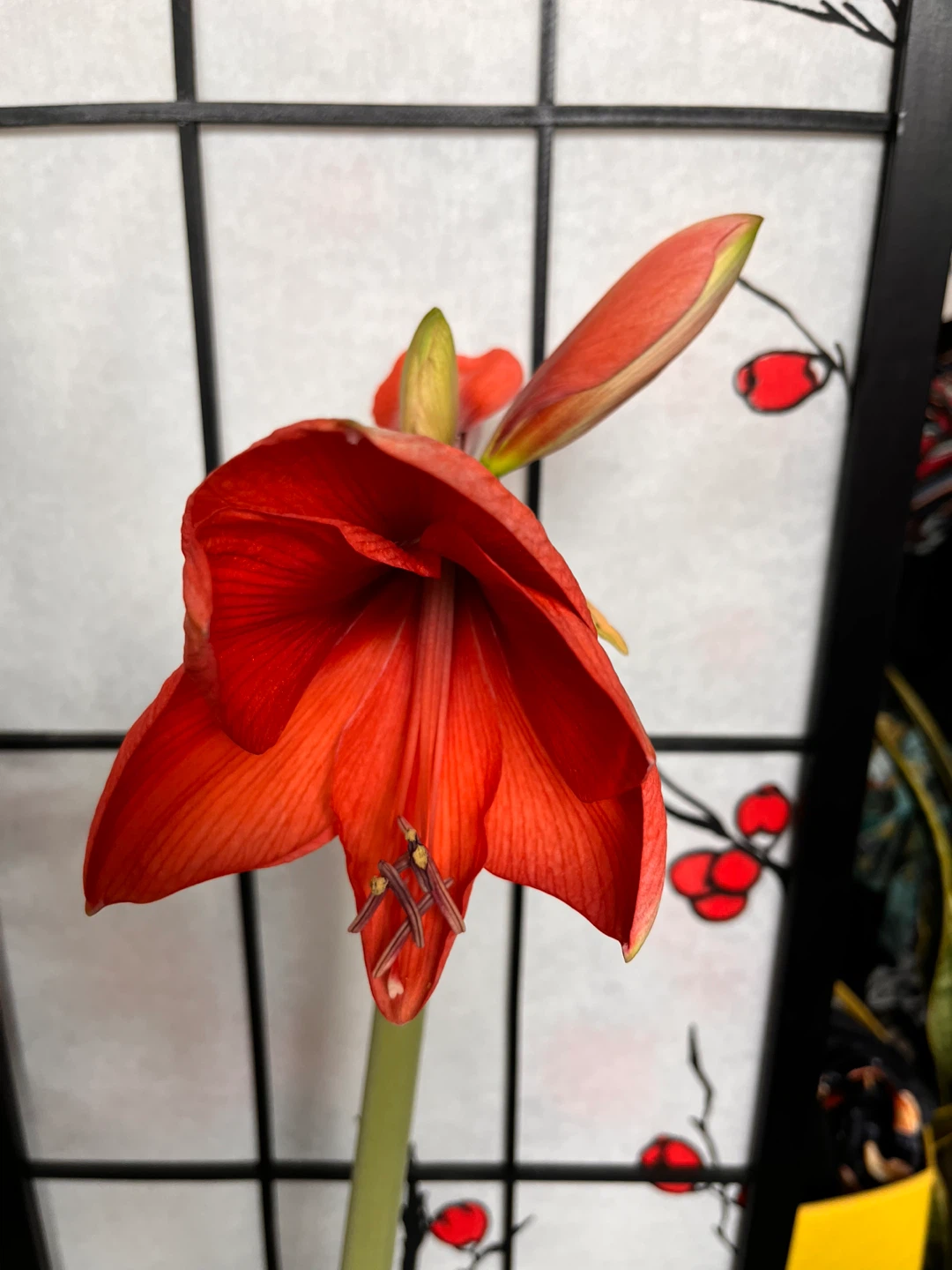 Red Amaryllis Flower Plant in Black ceramic Pot - photo 5