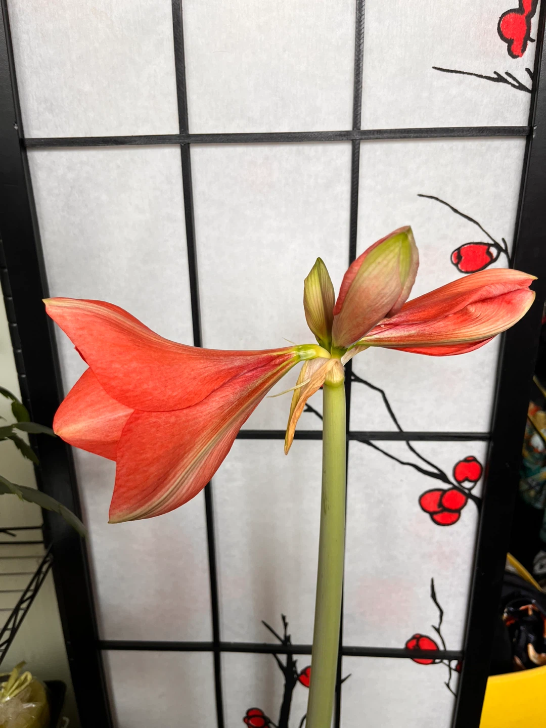 Red Amaryllis Flower Plant in Black ceramic Pot - photo 2