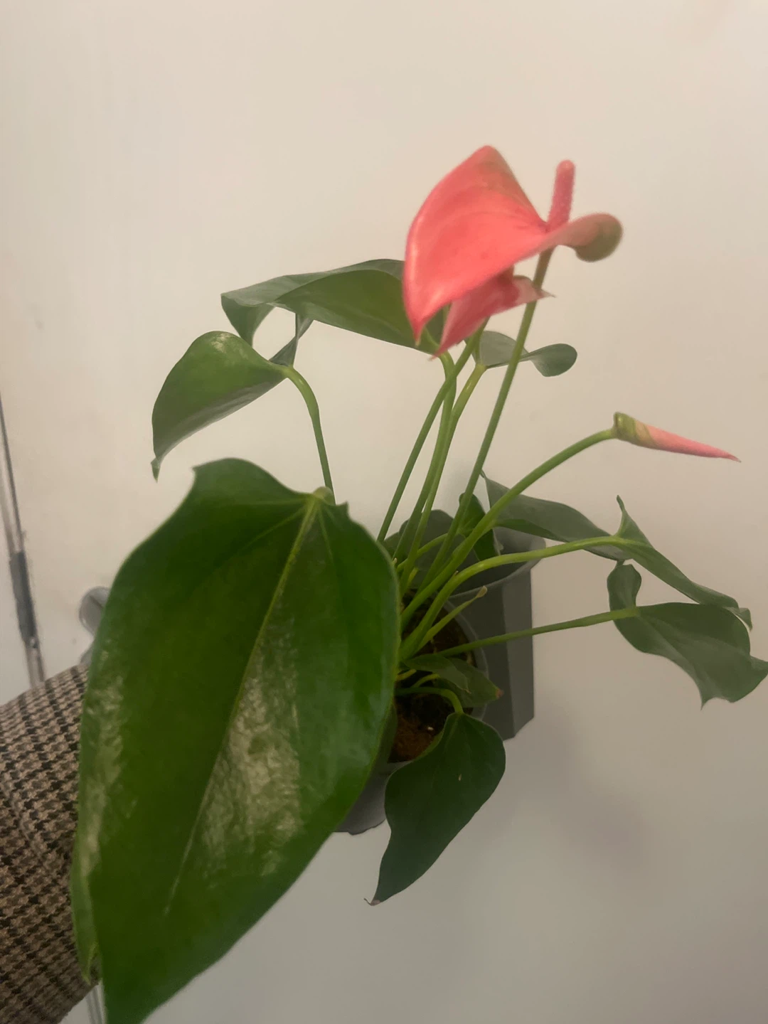 Anthurium Plant in Grey Pot IKEA - photo 3