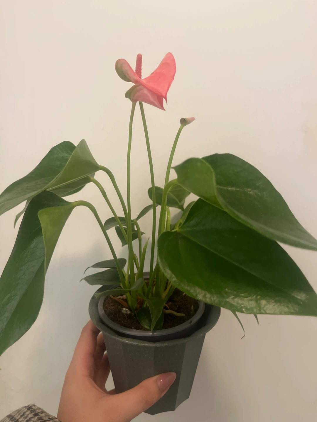 Anthurium Plant in Grey Pot IKEA