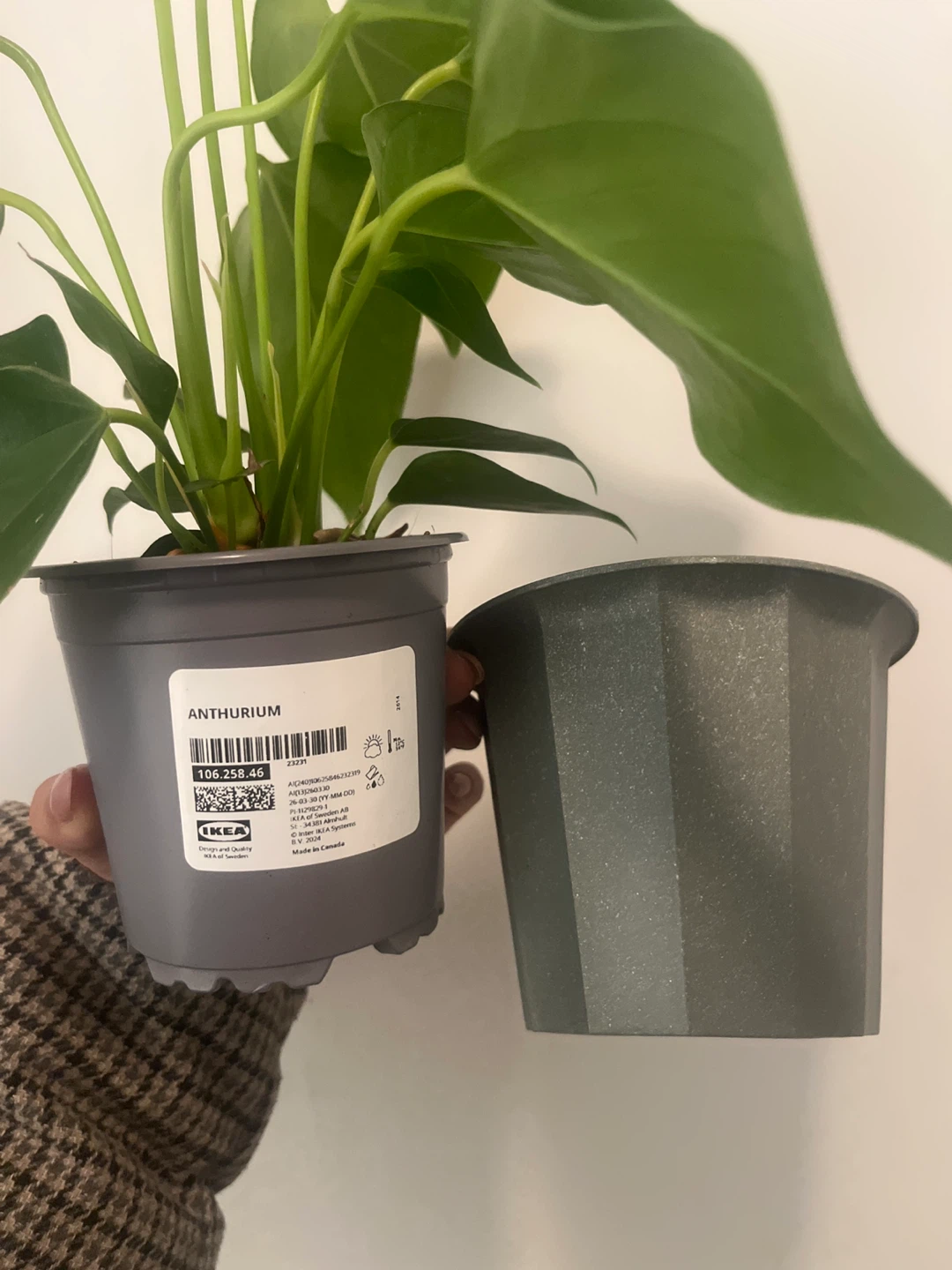Anthurium Plant in Grey Pot IKEA - photo 2