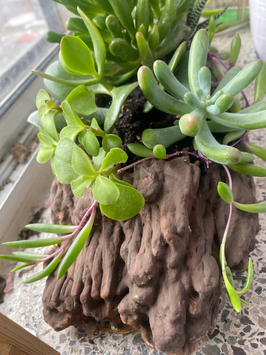 Succulent Arrangement in Driftwood Planter - photo 3