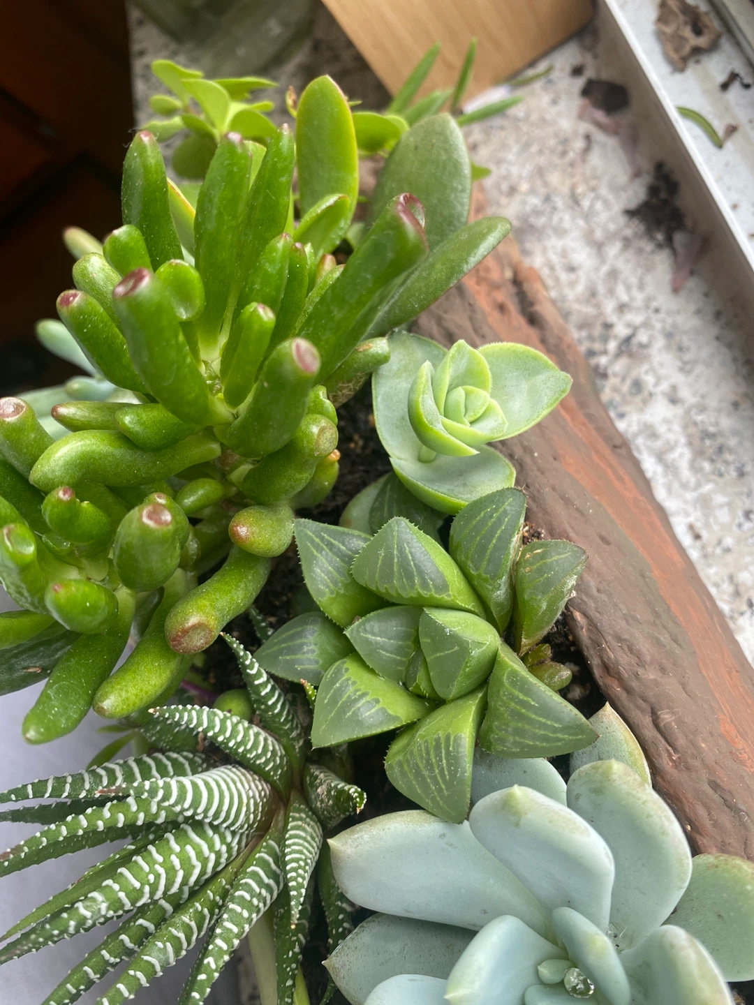 Succulent Arrangement in Driftwood Planter - photo 5