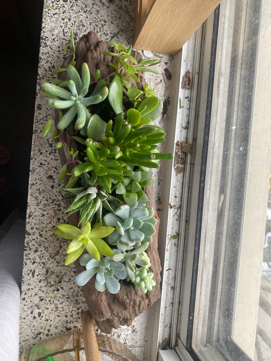 Succulent Arrangement in Driftwood Planter - photo 2