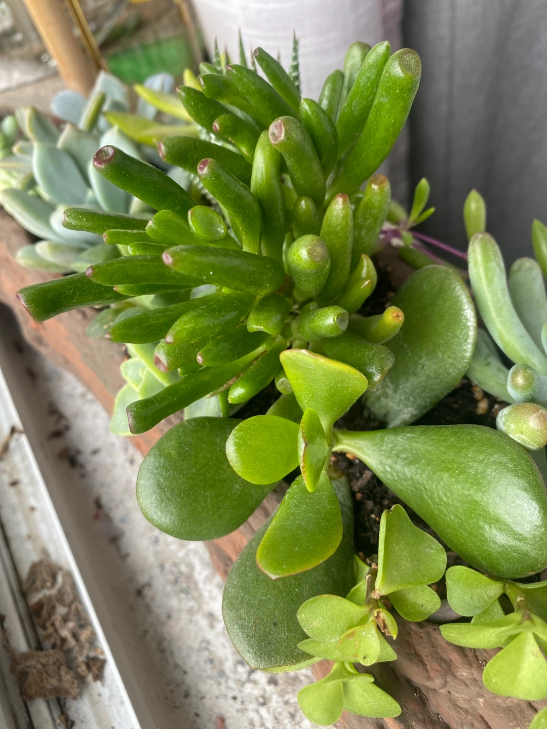 Succulent Arrangement in Driftwood Planter - photo 4