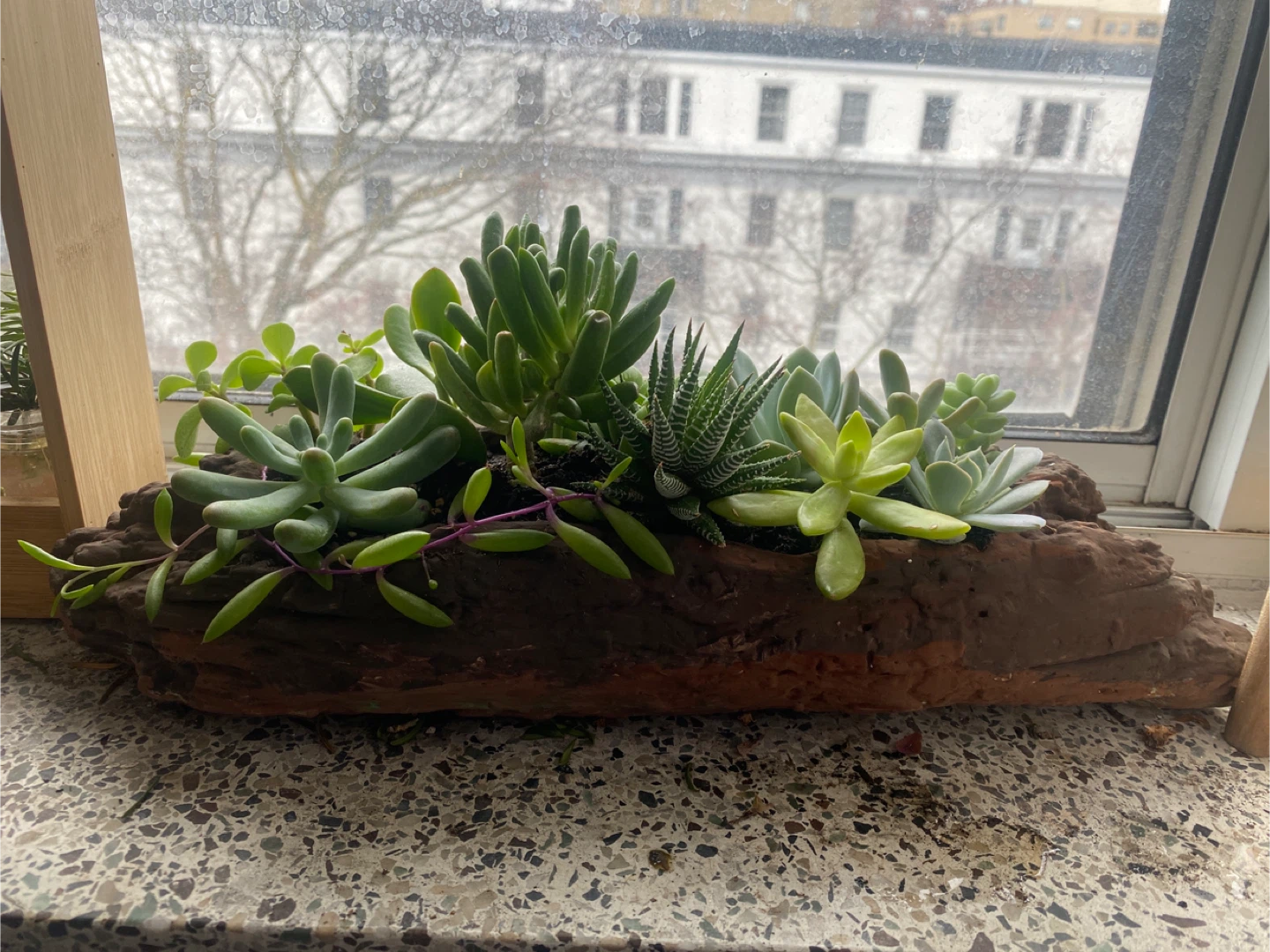 Succulent Arrangement in Driftwood Planter