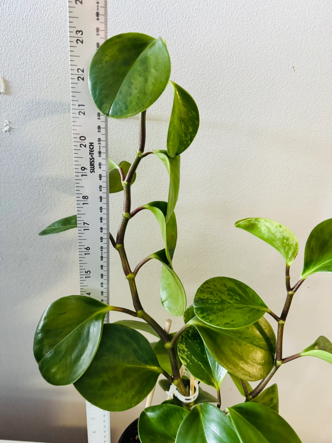 23” Variegated Peperomia Obtusifolia (Baby rubber plant) Healthy - photo 2