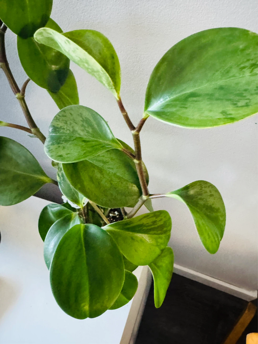 23” Variegated Peperomia Obtusifolia (Baby rubber plant) Healthy - photo 4