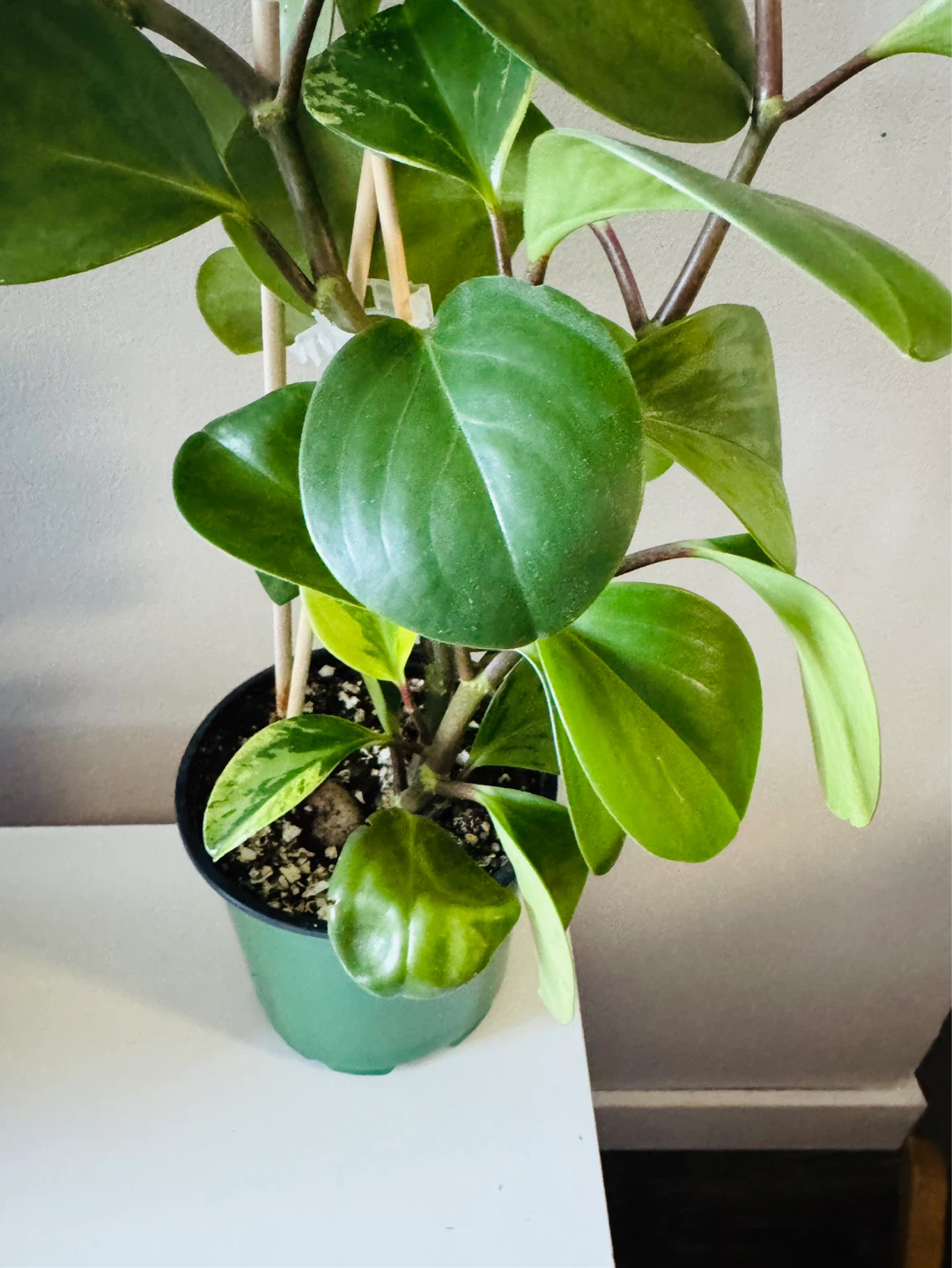 23” Variegated Peperomia Obtusifolia (Baby rubber plant) Healthy - photo 3
