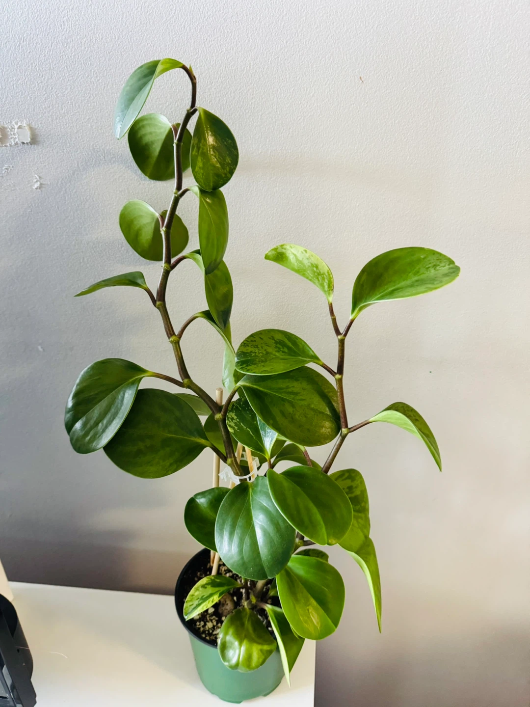23” Variegated Peperomia Obtusifolia (Baby rubber plant) Healthy