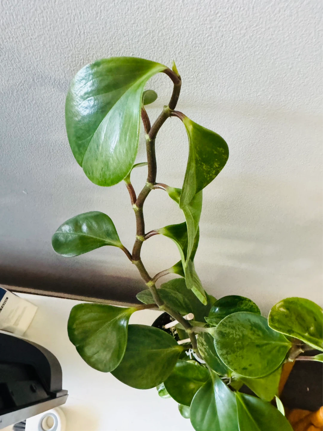 23” Variegated Peperomia Obtusifolia (Baby rubber plant) Healthy - photo 5