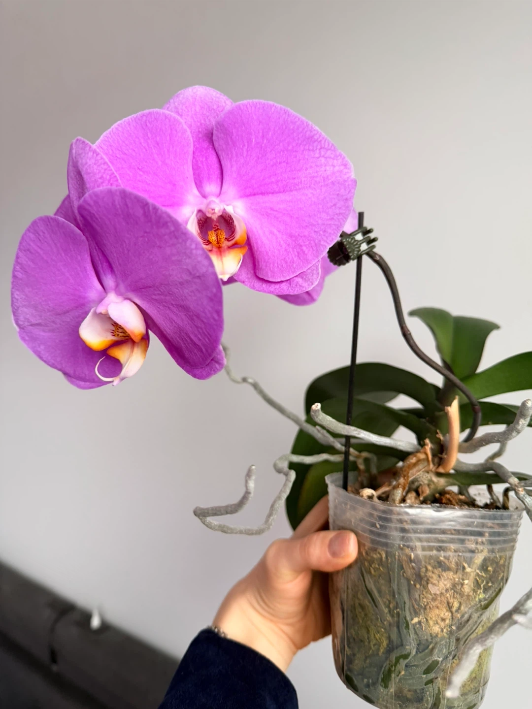 Purple Orchid Plant - photo 3