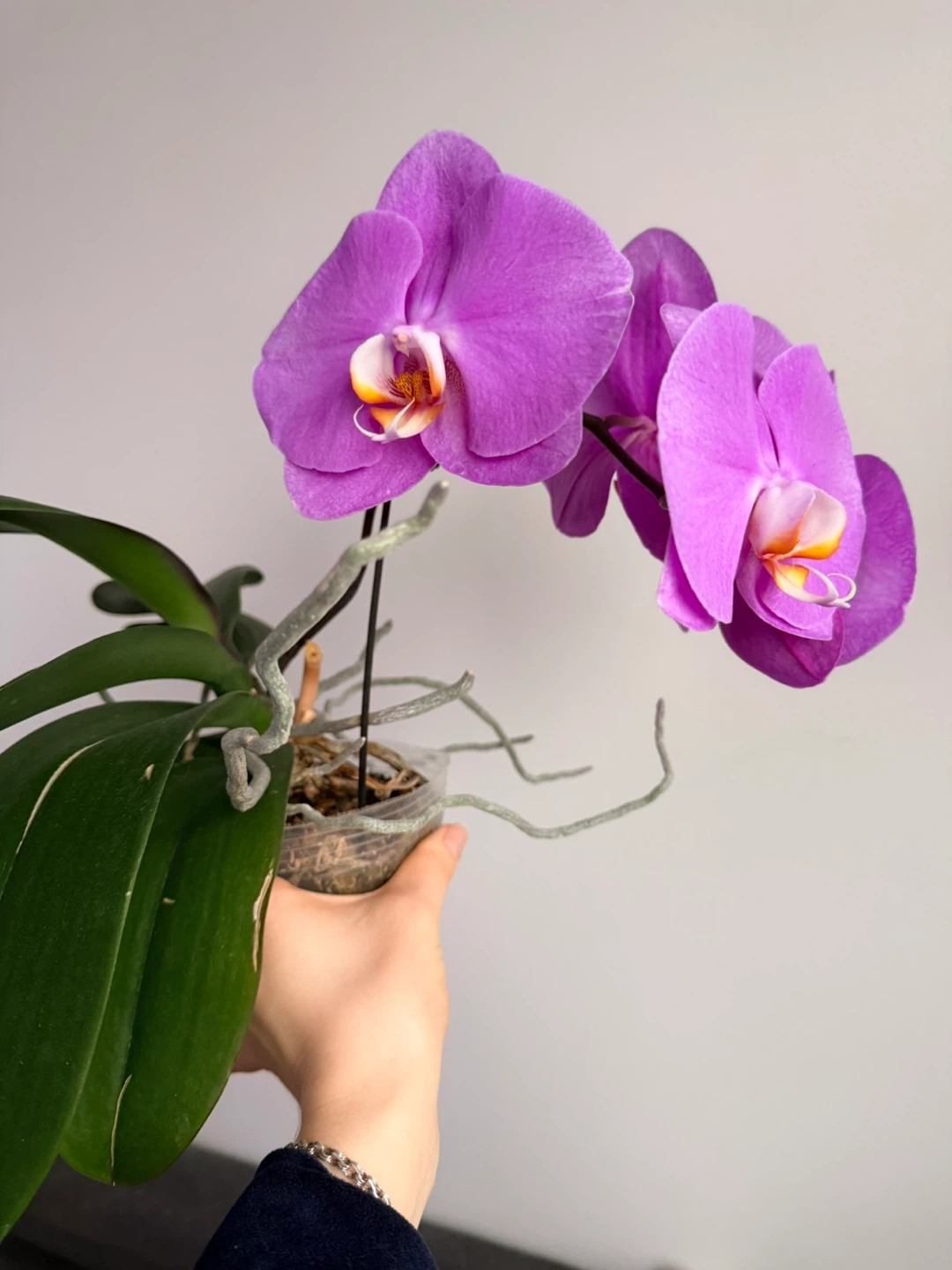 Purple Orchid Plant - photo 2