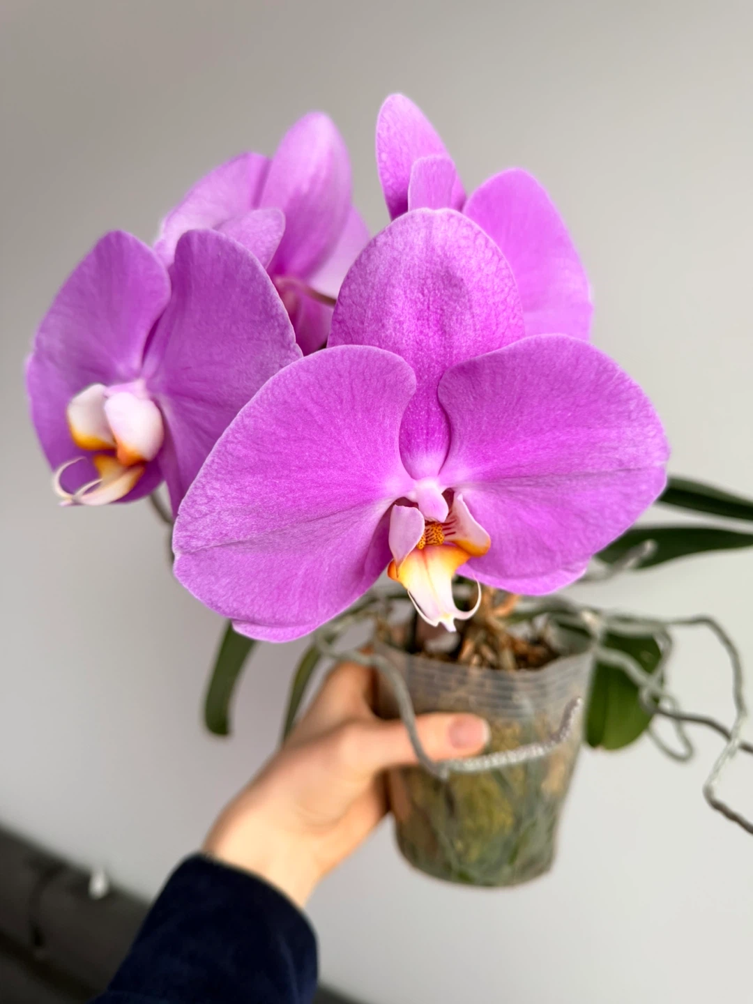 Purple Orchid Plant