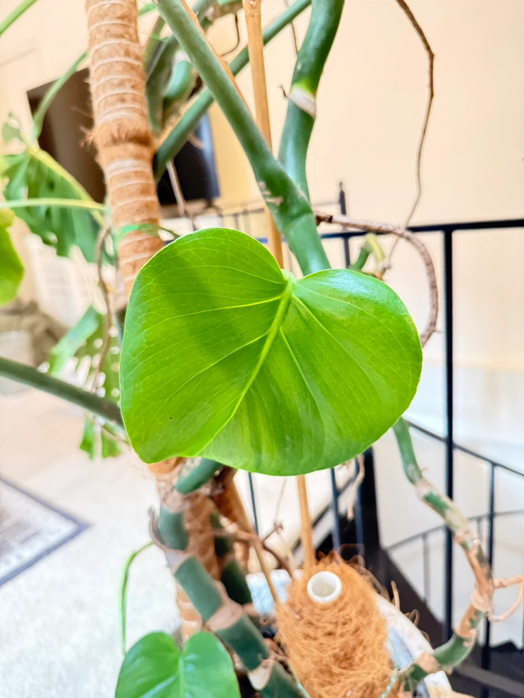 Monstera Deliciosa approx 6,5ft - photo 4