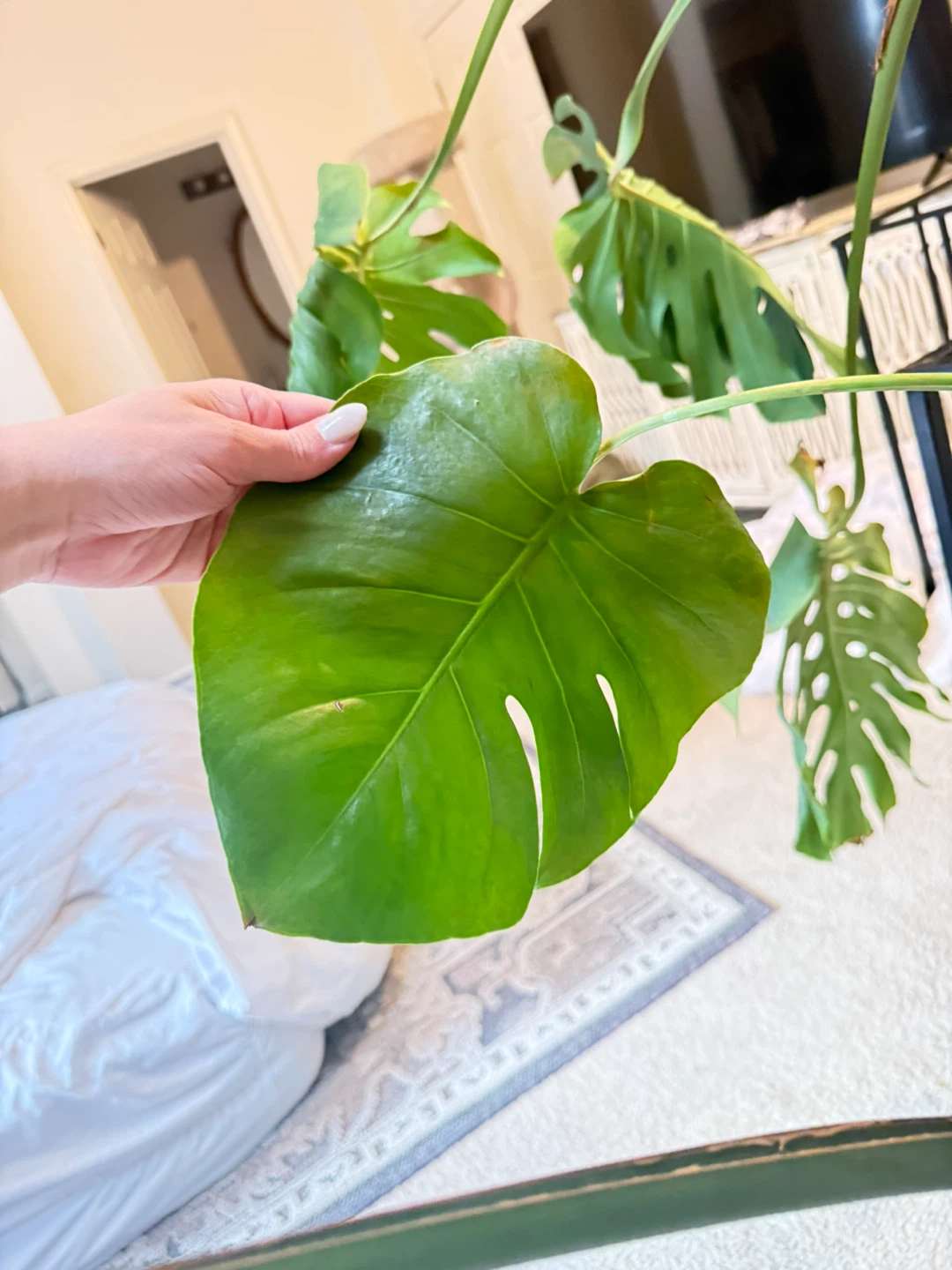 Monstera Deliciosa approx 6,5ft - photo 5