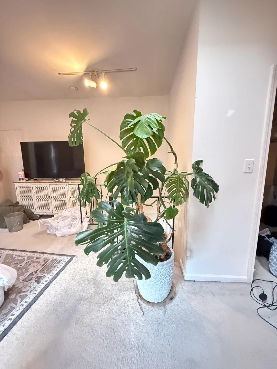 Monstera Deliciosa approx 6,5ft