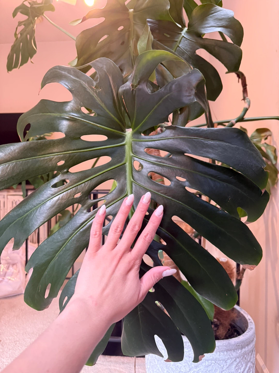 Monstera Deliciosa approx 6,5ft - photo 2