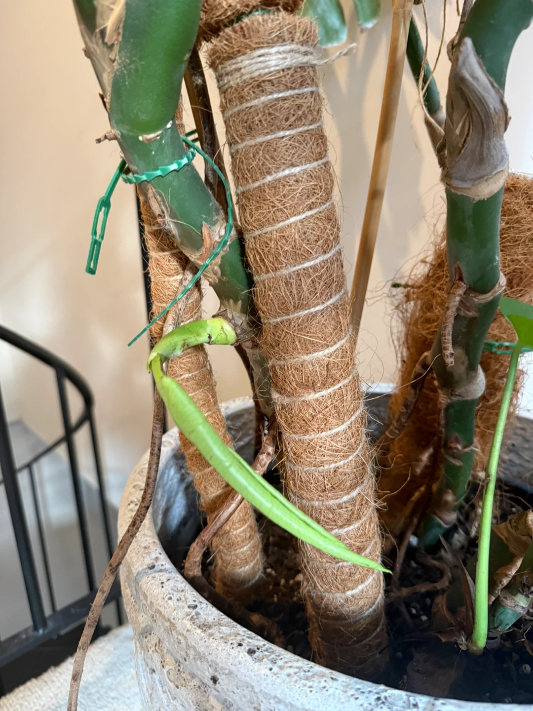 Monstera Deliciosa approx 6,5ft - photo 3