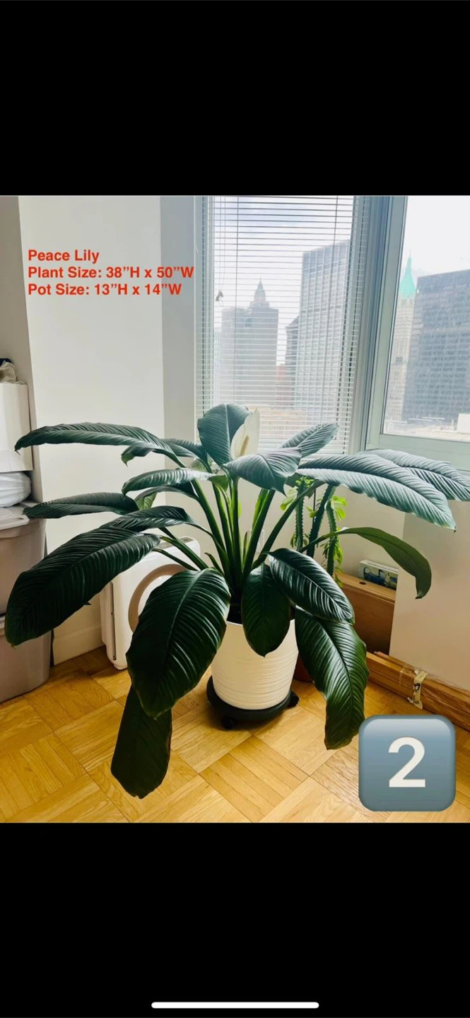 Peace Lily Plant - Large