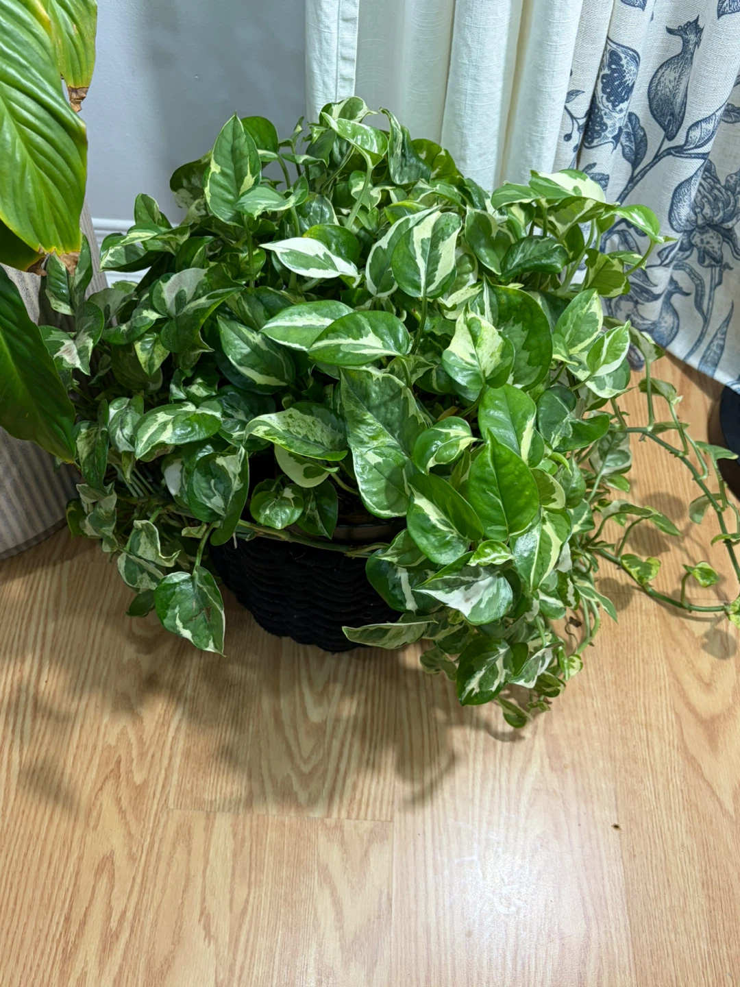 Houseplants