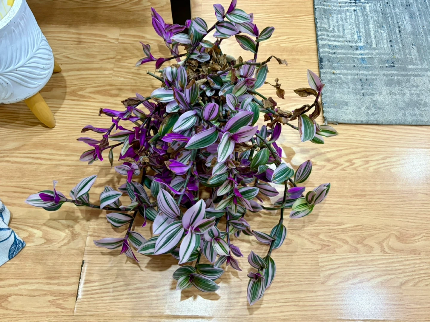 Houseplants - photo 2