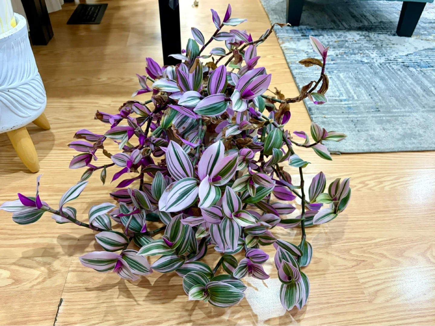 Houseplants - photo 3