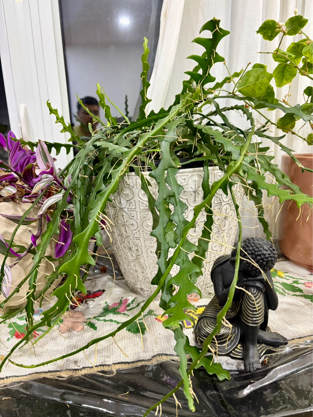 Houseplants - photo 5