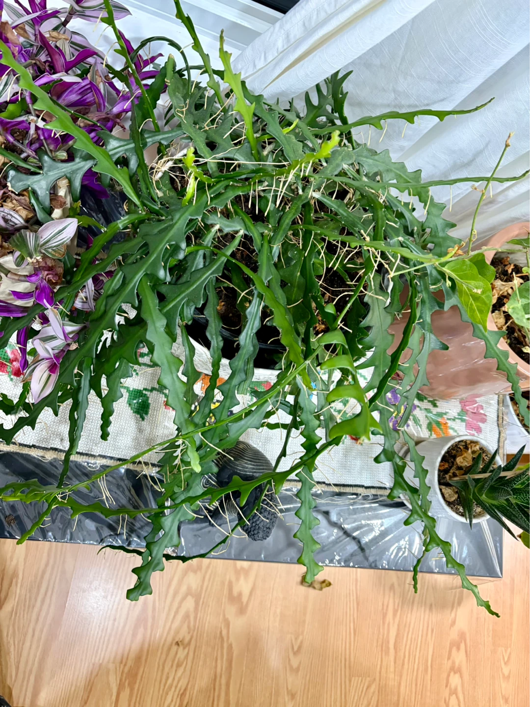 Houseplants - photo 4