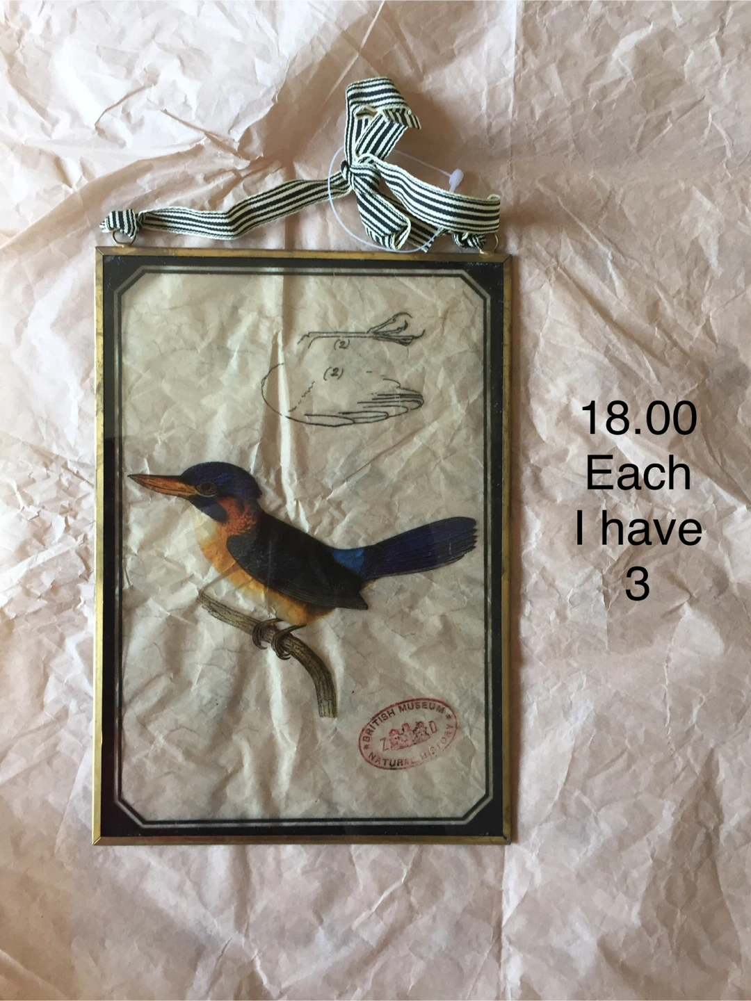 Framed Bird Illustration with British Museum Stamp