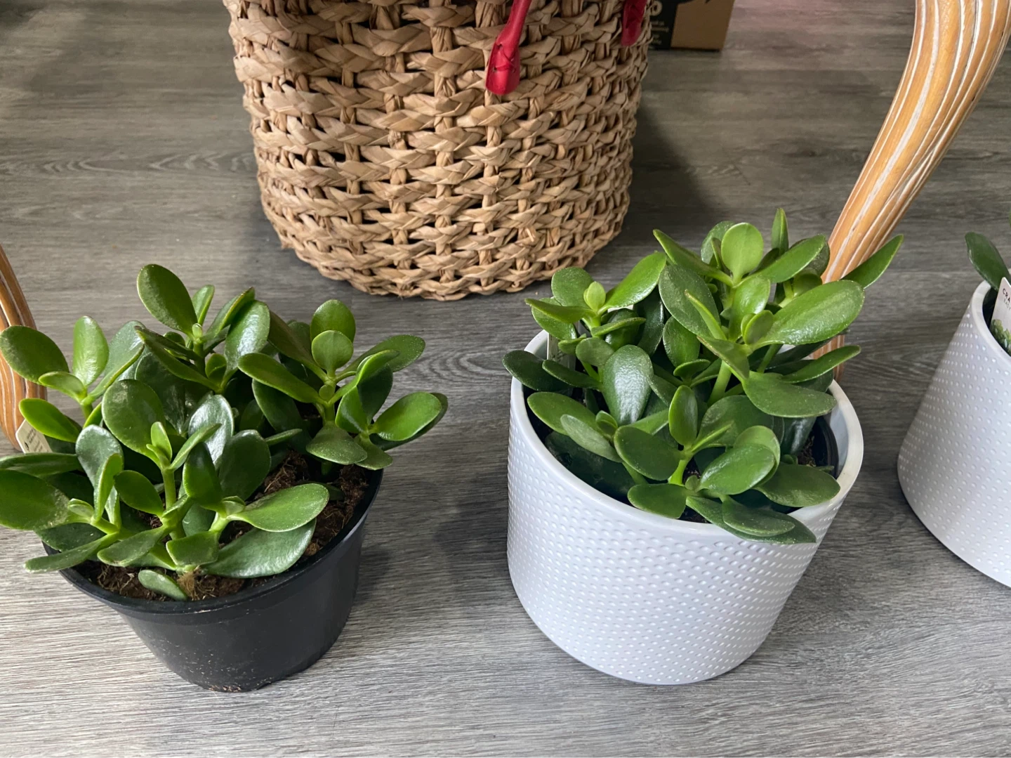 Jade Plant - indoor plant