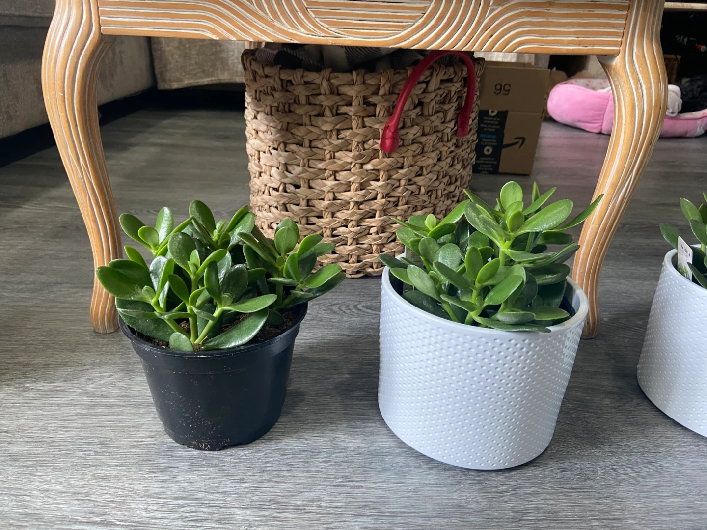 Jade Plant - indoor plant - photo 3