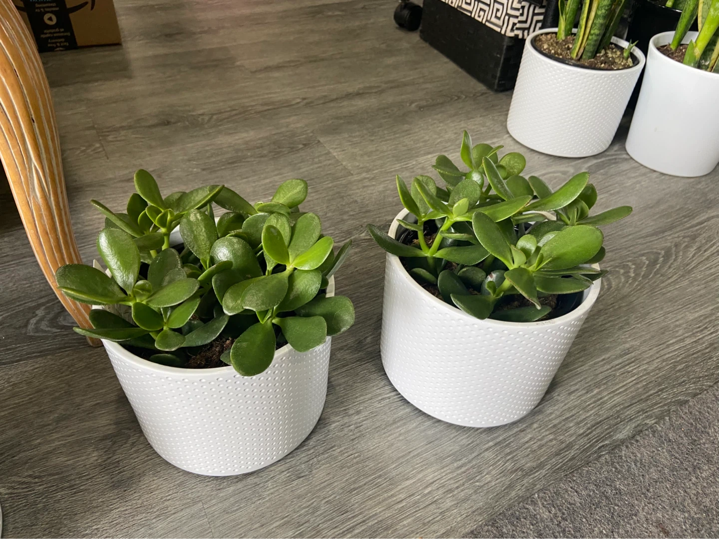 Jade Plant - indoor plant - photo 2