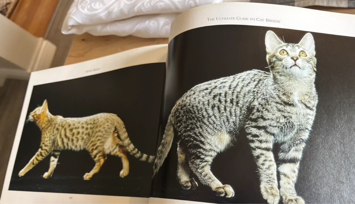 The Ultimate Guide to Cat Breeds Book by Louisa Somerville - photo 4