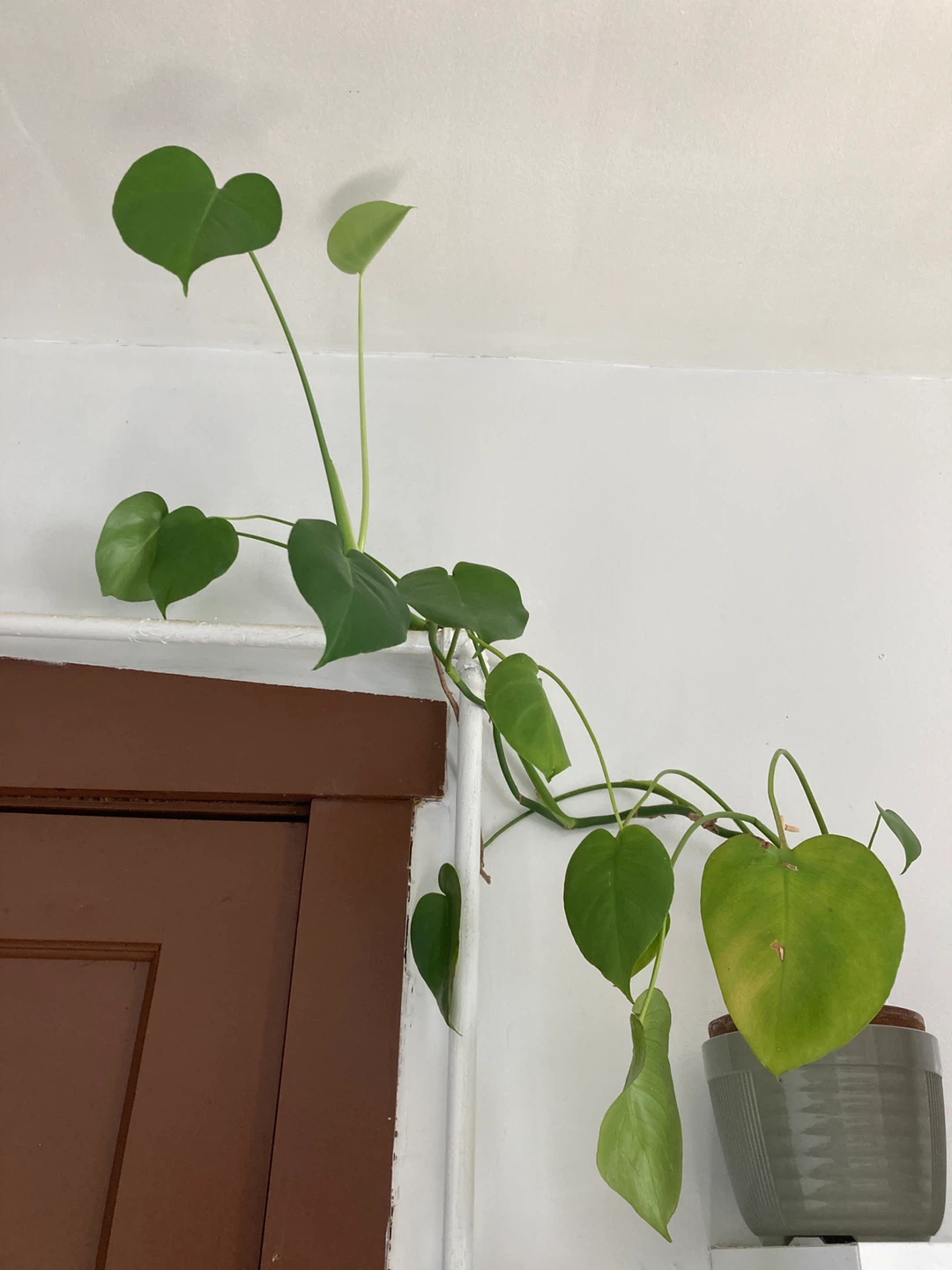 Monstera Deliciosa Houseplant