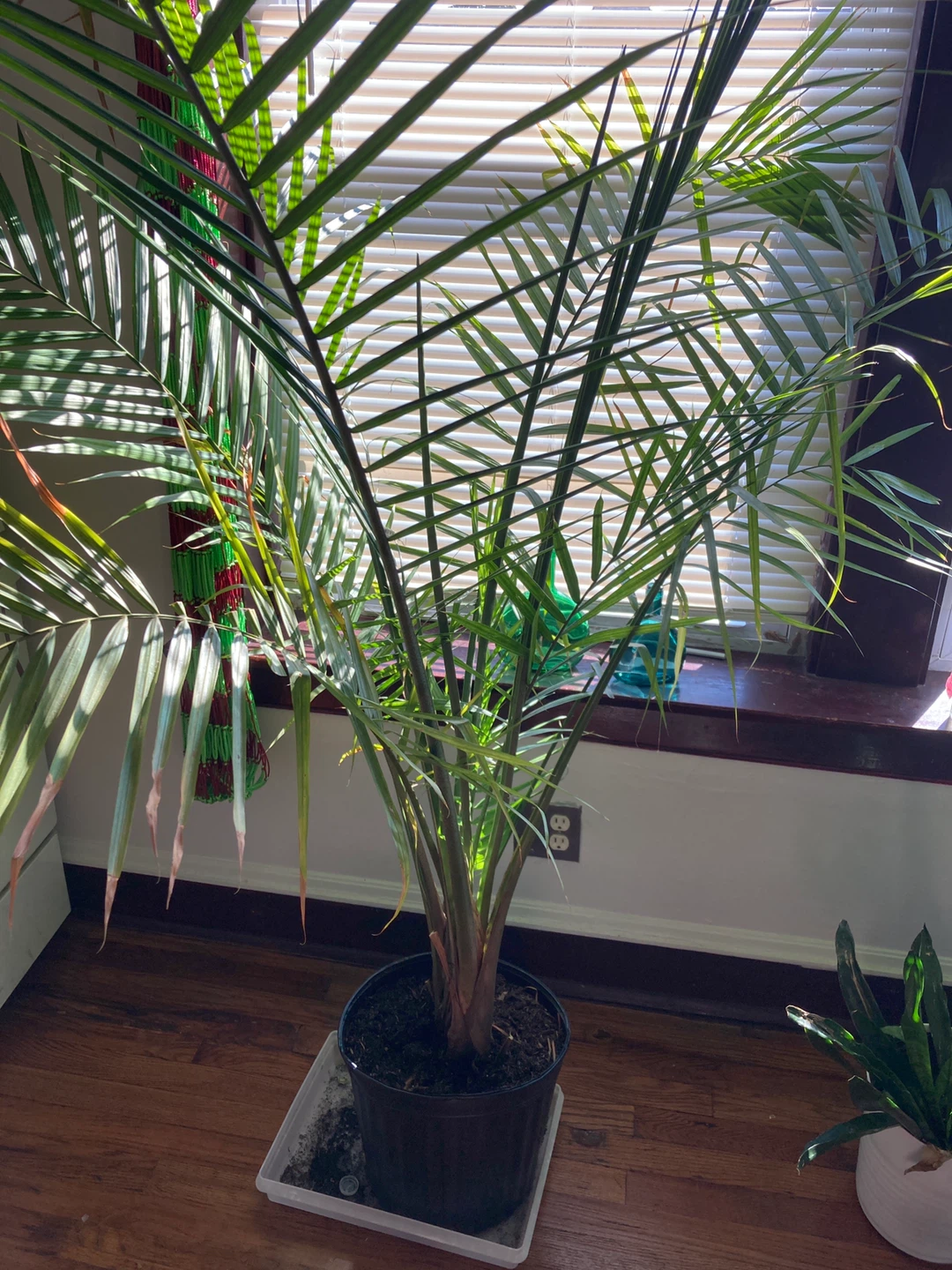 Indoor Palm Tree in Black Pot