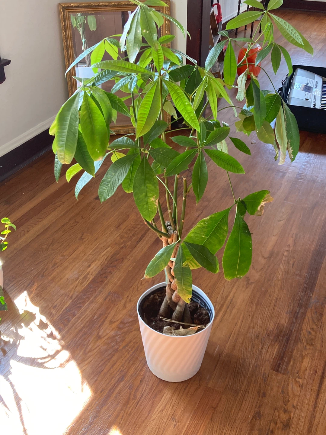 Braided Money Tree Plant in White Pot