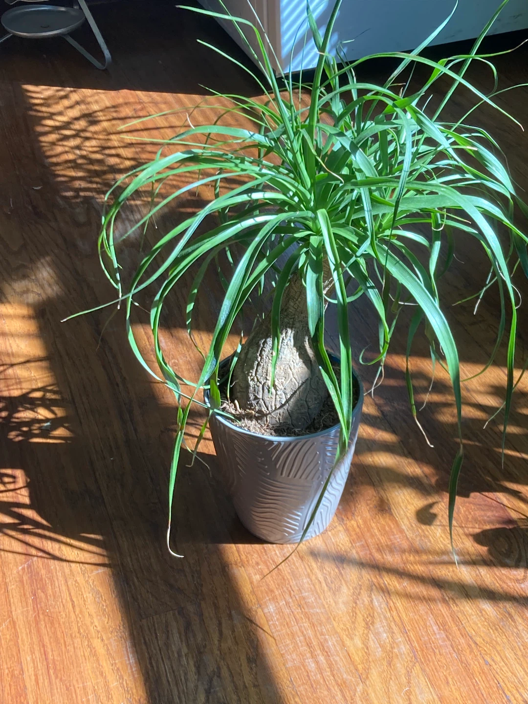 Ponytail Palm Plant in Decorative Pot