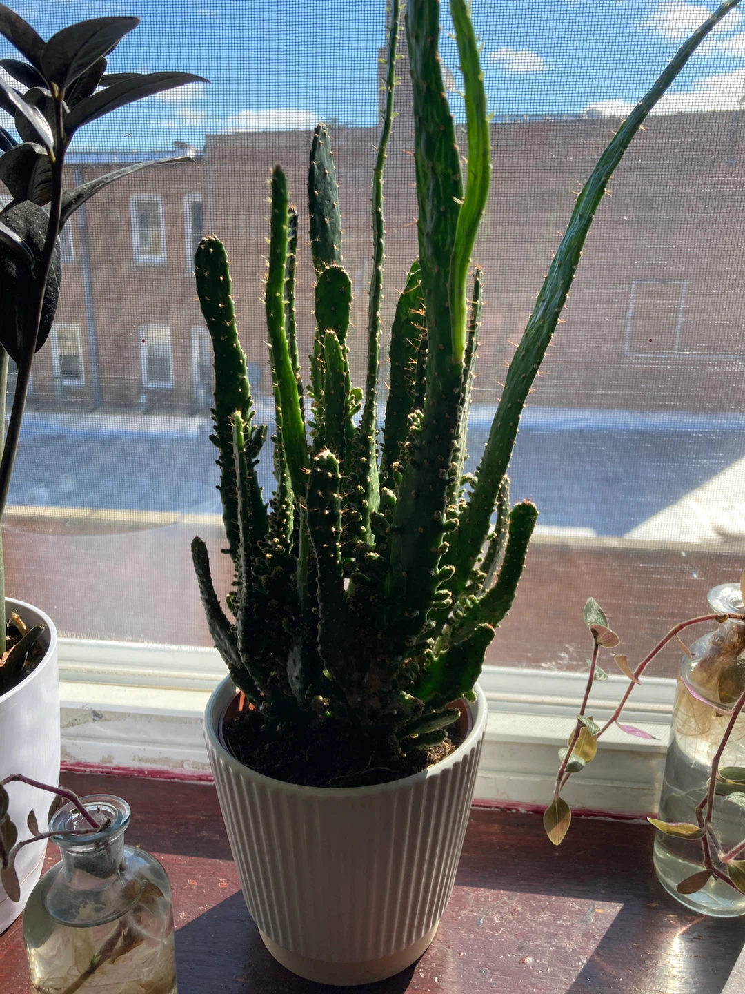 Potted Cactus Plant