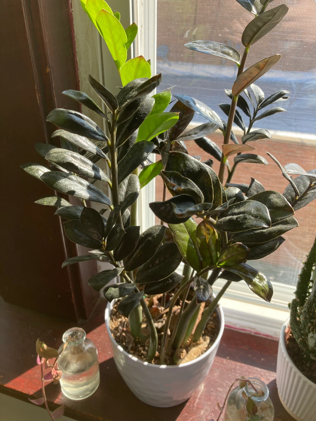 ZZ Plant in White Pot