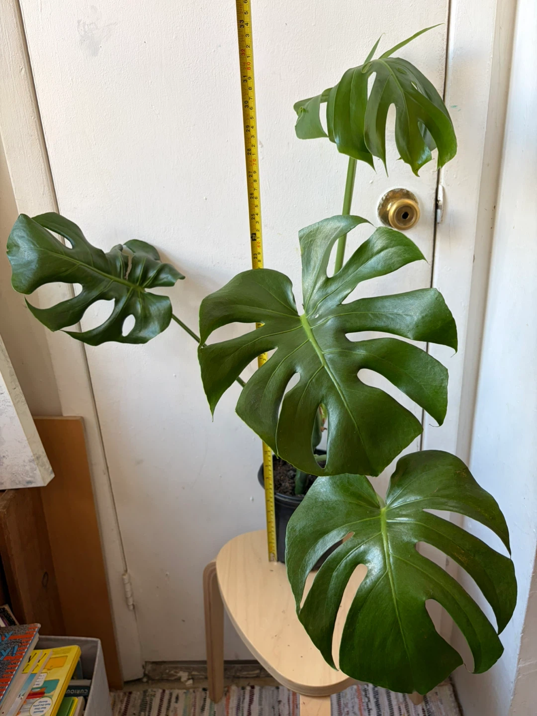 Monstera - photo 3
